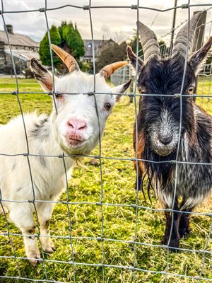 Miniature goats at Snowdonia Holidays Tyddyn Du Farm Eryri